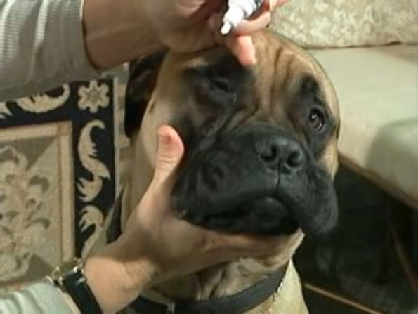 Administering Eye Drops To Your Dog Noah S Ark Companion Animal Hospital