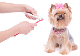 Dog getting teeth brushed