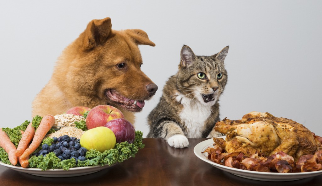 Dog and cat choosing meat versus veggies and fruits