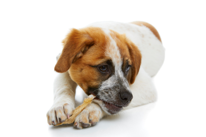 Dog eating rawhide treat