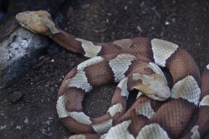 The most common poisonous snake to bite pets in our area. 