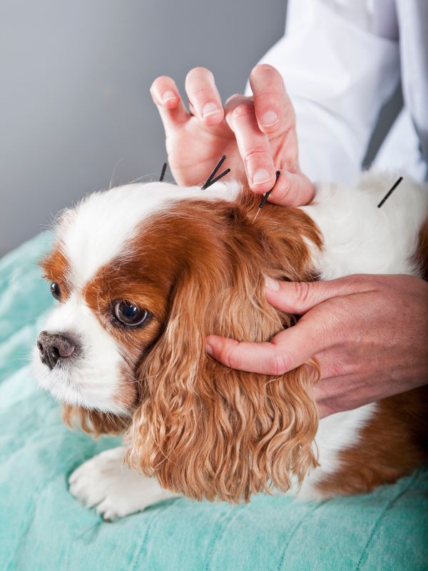 A dog receiving acupuncture treatment