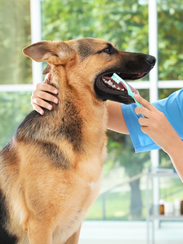 A woman gently brushes the teeth of a German Shepherd