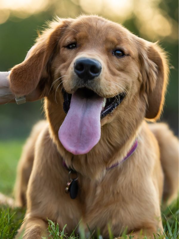 A golden retriever sits in the grass