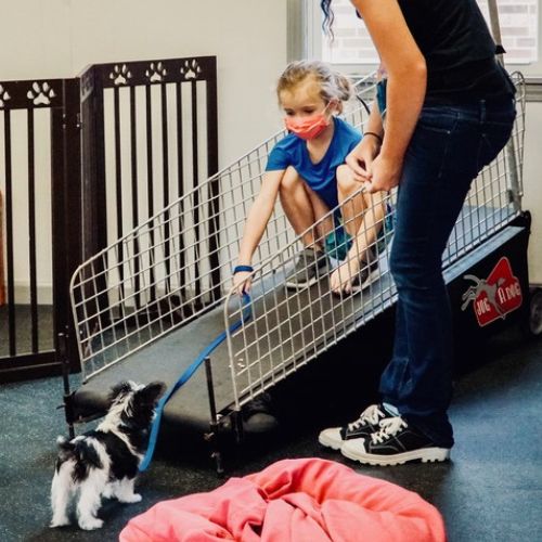 A woman and a child joyfully play with a dog