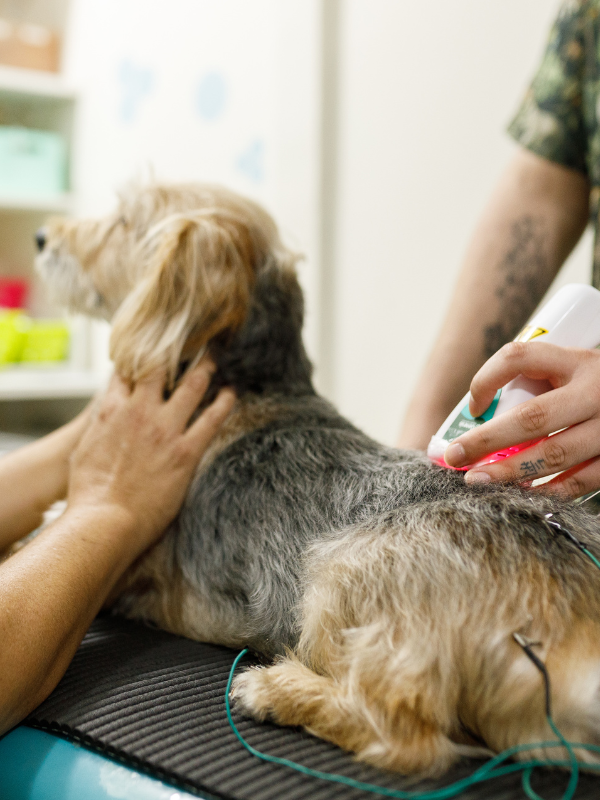 A vet gives laser therapy to a dog