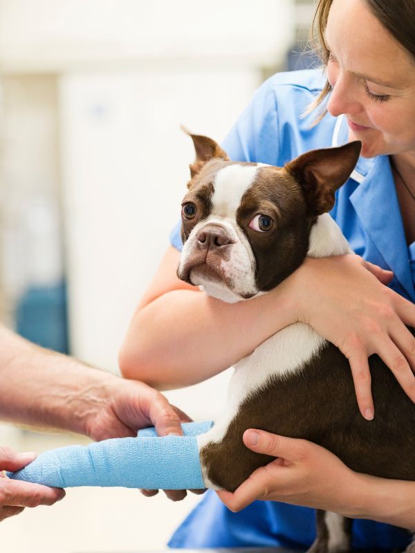 A woman gently holds a dog with a cast on its leg