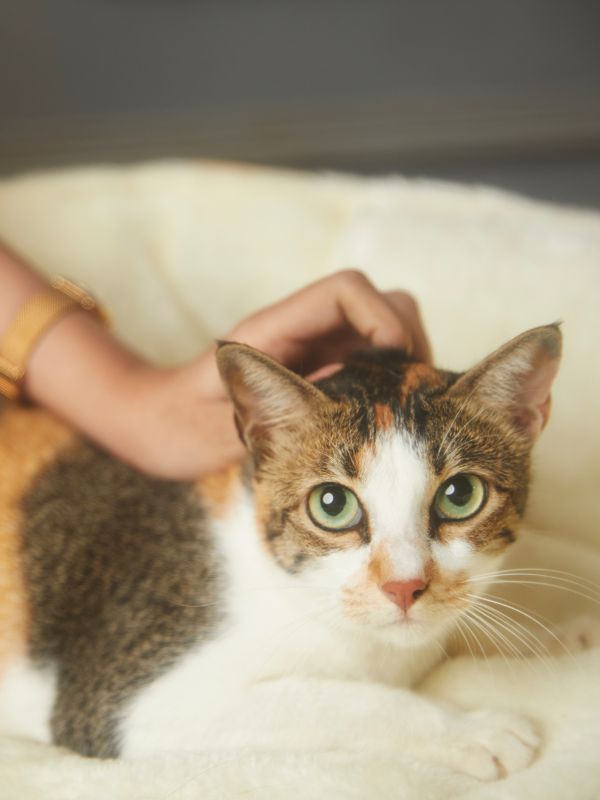 A person gently petting a cat